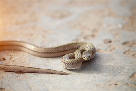  Vipera - En Orm Med Ett Svansben Och En Ögonblicklig Förtrollning!