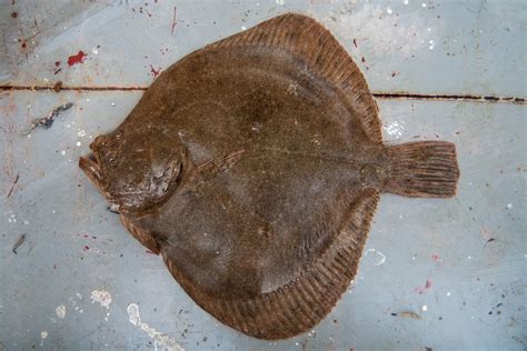  Flundra - En fisk som behärskar konststycket att ligga platt på havsbotten!