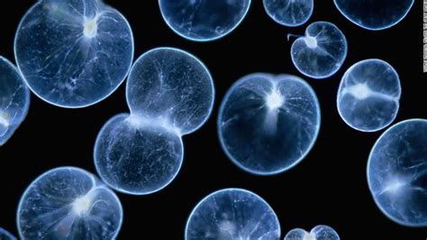 Noctiluca scintillans: Ett mikroskopiskt fantastiskt väsen som lyser upp natten med sina bioluminescerande egenskaper!