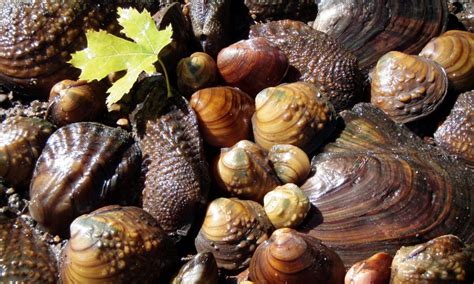  Yellow Mussel - En fascinerande skaldjur med ett hem som sträcker sig från grunda kuster till djupt vatten!